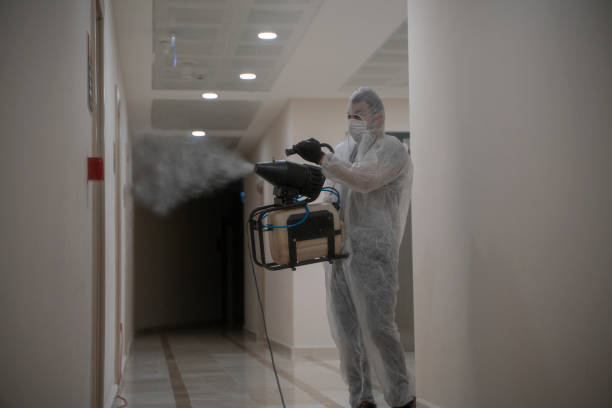 mice deratization bucharest ilfov basement ddd mice deratization bucharest ilfov basement ddd